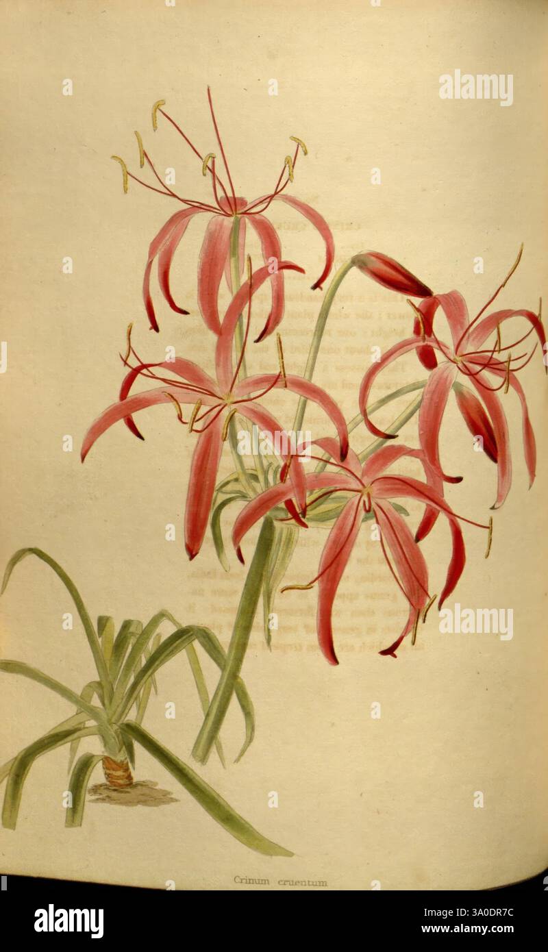 Set atop slender stems hi-res stock photography and images - Alamy