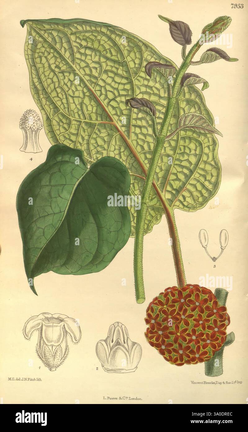 Curtis's Botanical Magazine, London, New York, botanical illustration ...