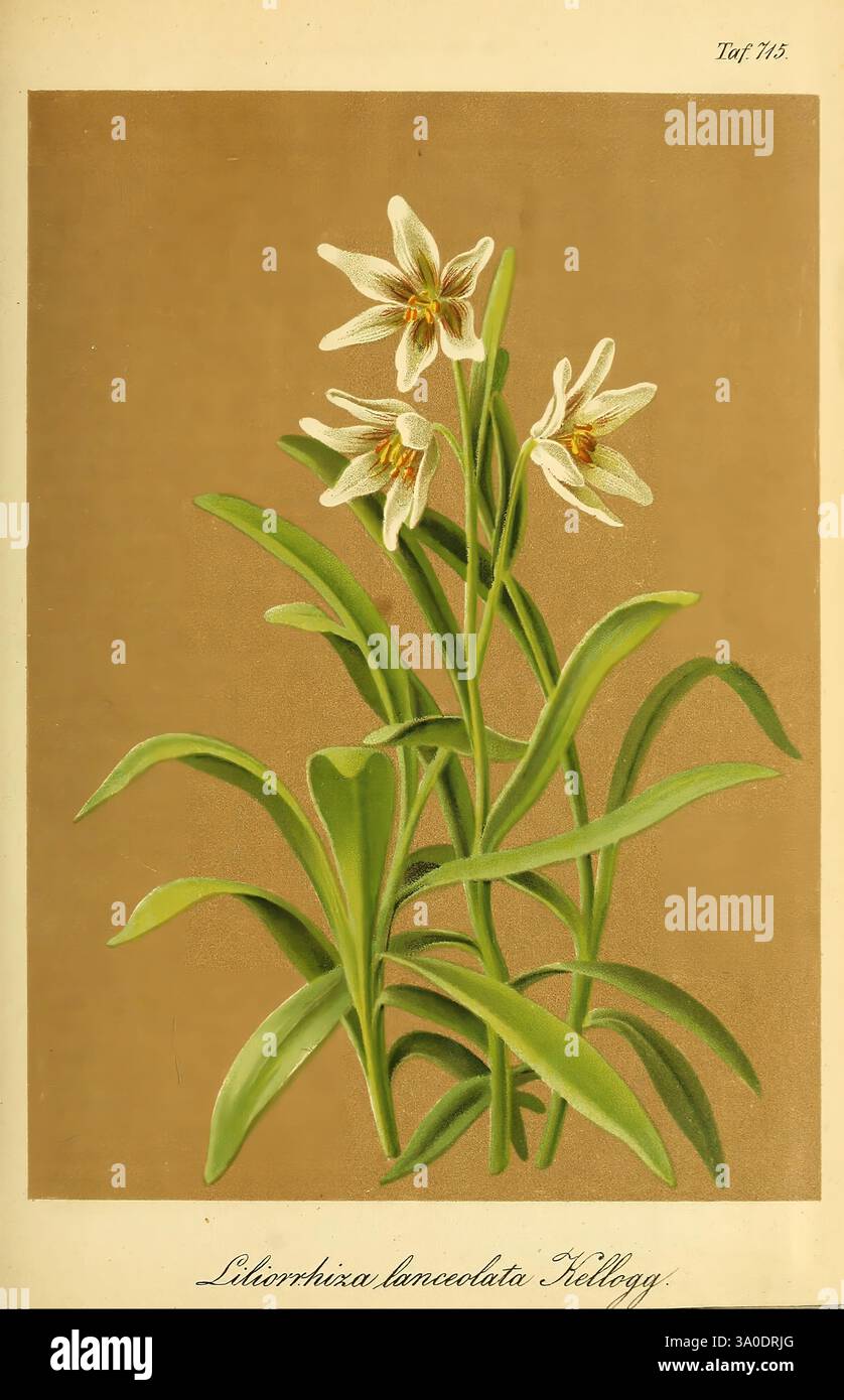 Growing atop slender hi-res stock photography and images - Alamy