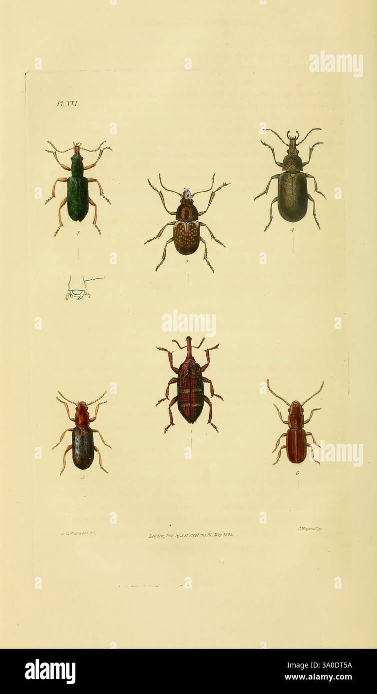 Three additional insect illustrations hi-res stock photography and ...