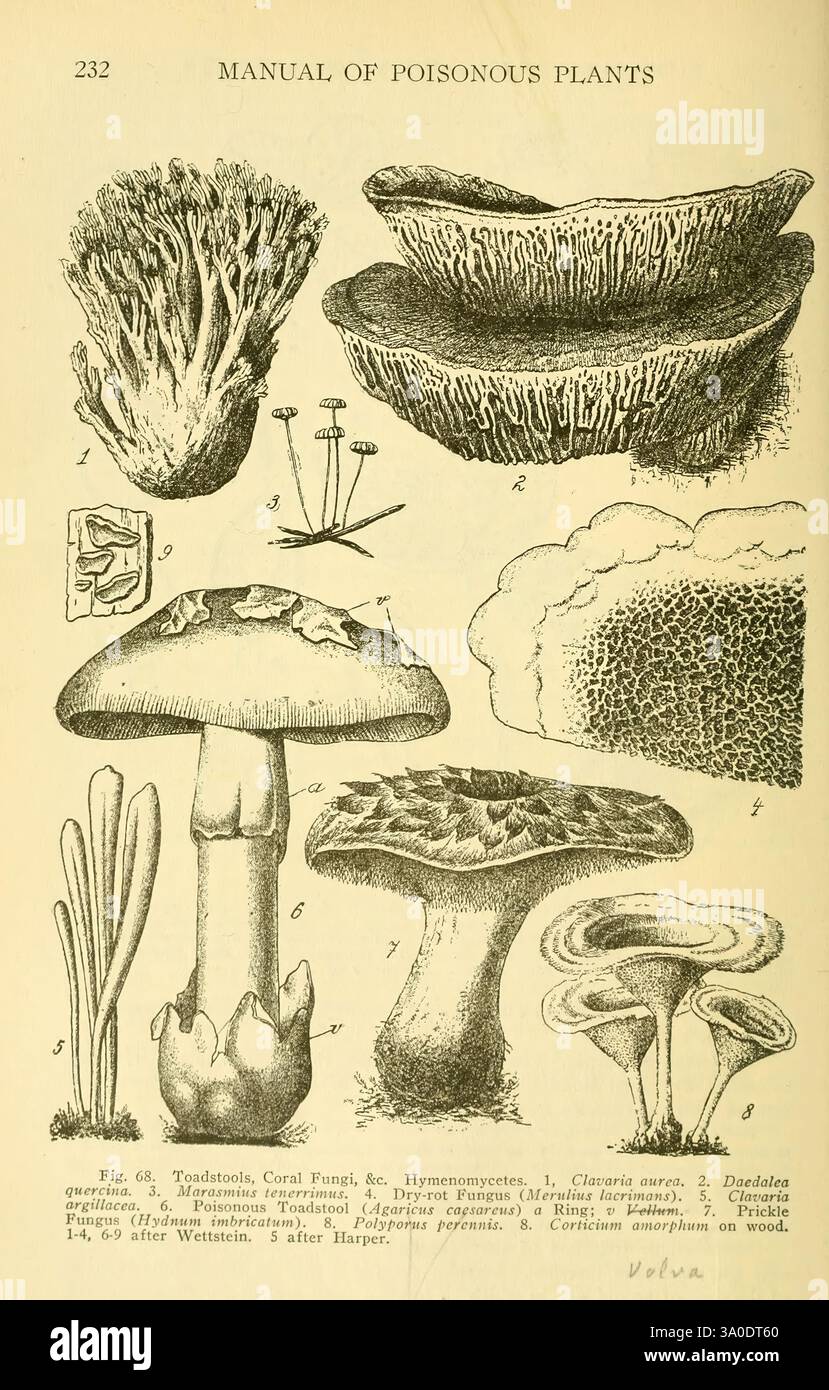 Toadstool Cell Structure Comprehensive study of coral structures hi-res stock photography and ...