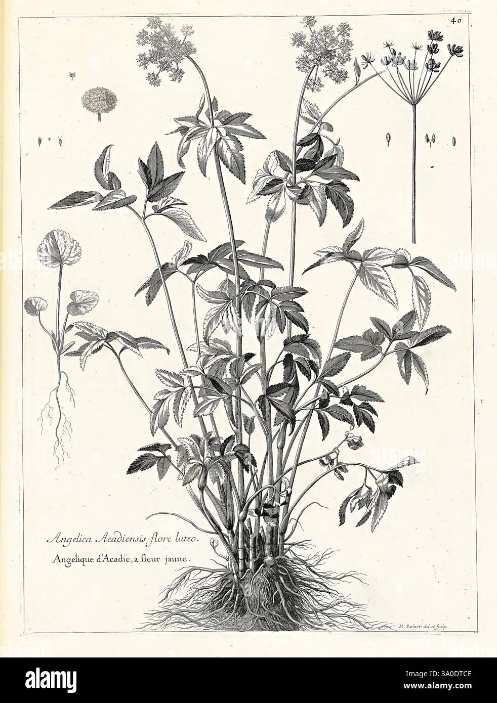 [Recueil des plantes dessinées et gravées par ordre du roi Louis XIV ...