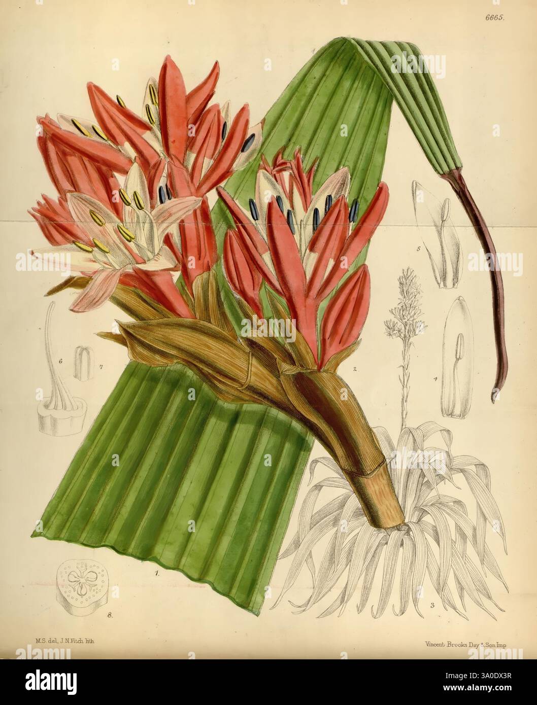 Lily matilda smith women in science matilda smith hi-res stock ...
