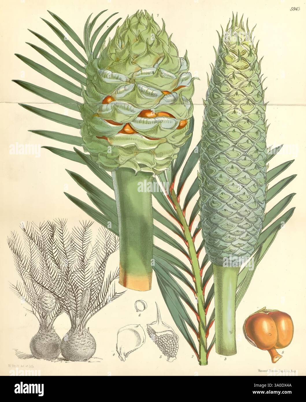 Curtis's Botanical Magazine, London, New York, botanical illustration ...