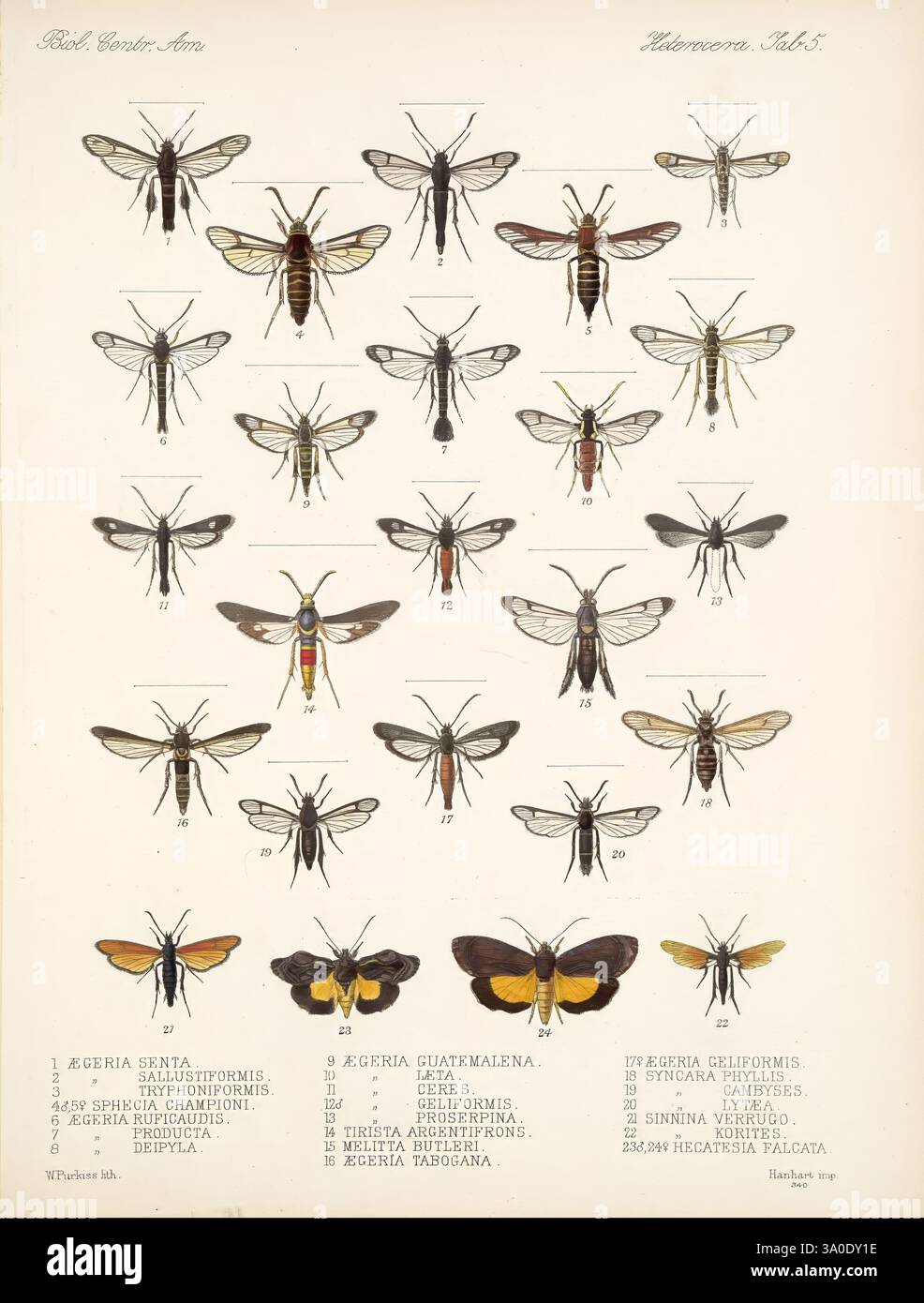 Biologia Centrali-Americana London, 1879-1915 archaeology, botany ...