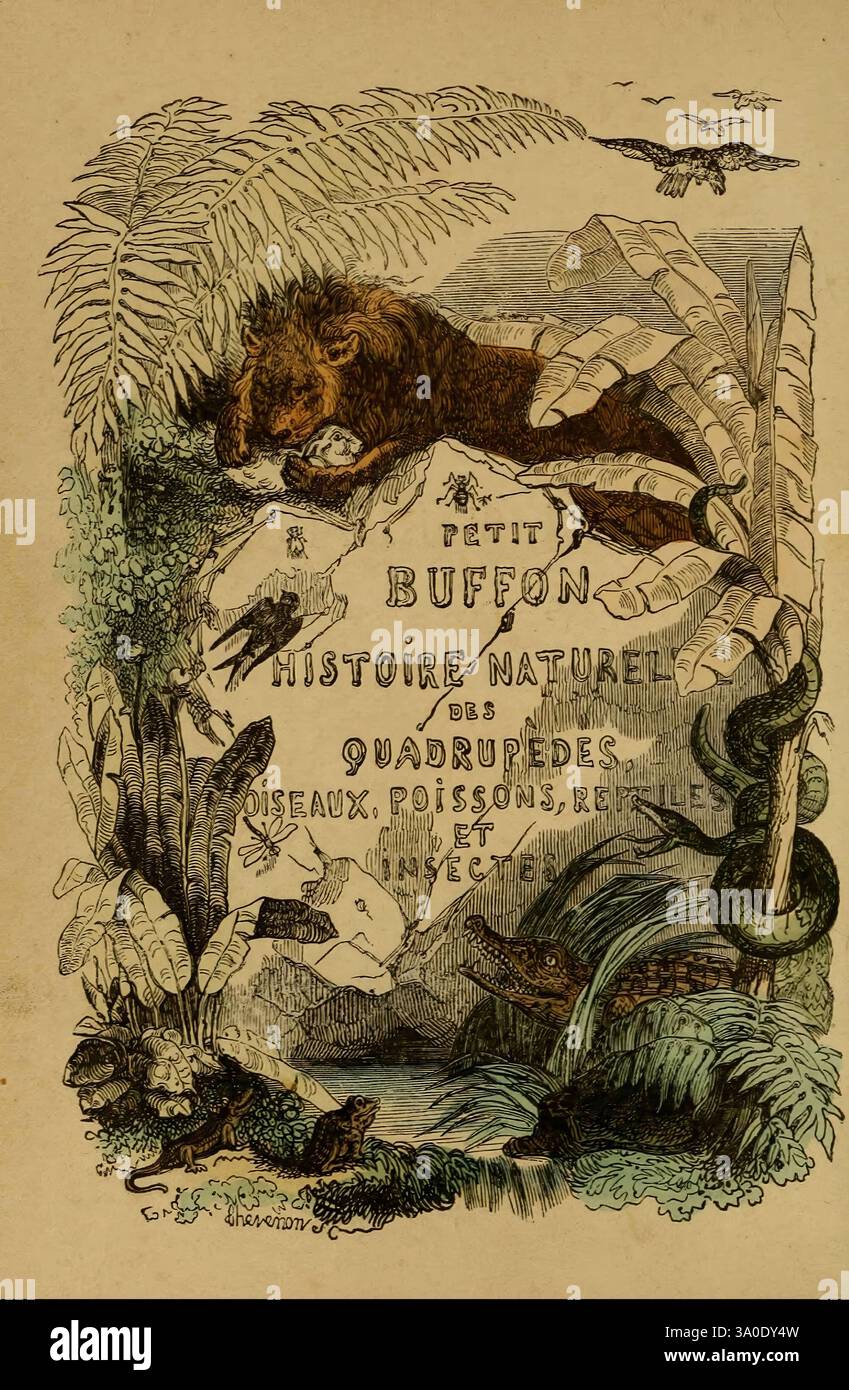 Petit Buffon illustré Paris Didier 1841 insects, An intricate illustration depicting a lush jungle scene filled with a variety of flora and fauna. Central to the composition is a large rock engraved with the words 'PETIT BUFFON HISTOIRE NATUREL DES QUADRUPÈDES OISEAUX, POISSONS, REPTILES ET.' Surrounding the rock are various animals, including a large cat-like creature and a snake, while tropical plants with broad leaves frame the scene. Birds can be seen in the background, adding depth to the vibrant ecosystem portrayed. The rich detailing emphasizes the diversity of life in the natural world Stock Photo