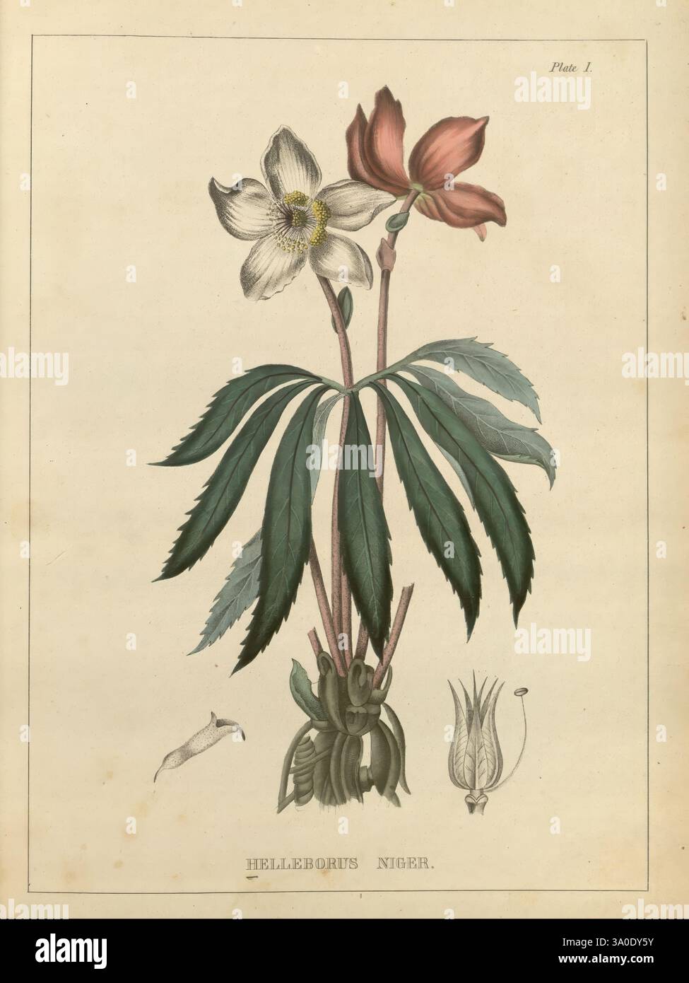 1847 medicinal plants taxonomy hi-res stock photography and images - Alamy