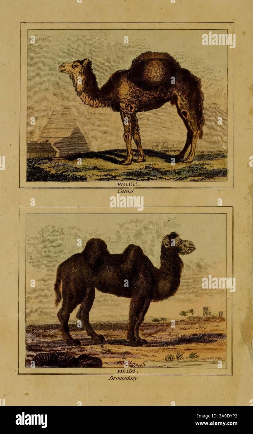 Visual features two distinct depictions of camels hi-res stock ...