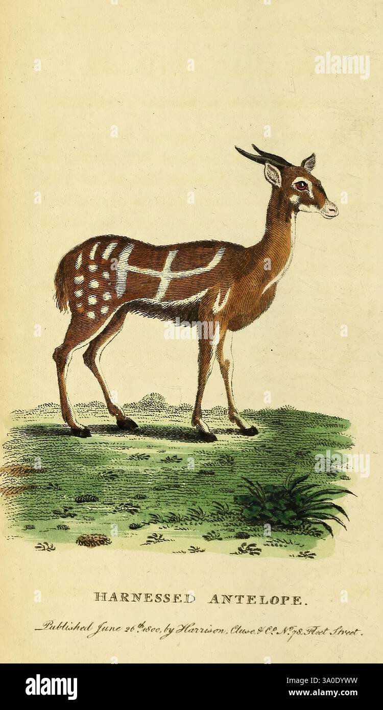 the-naturalist-s-pocket-magazine-or-complete-cabinet-of-the