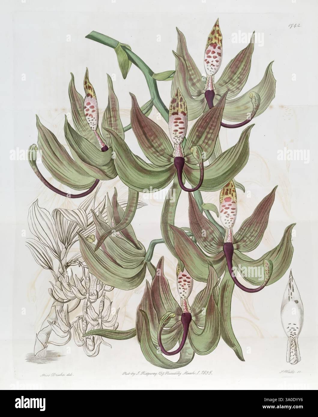 Unique spotted petals in shades of brown hi-res stock photography and ...