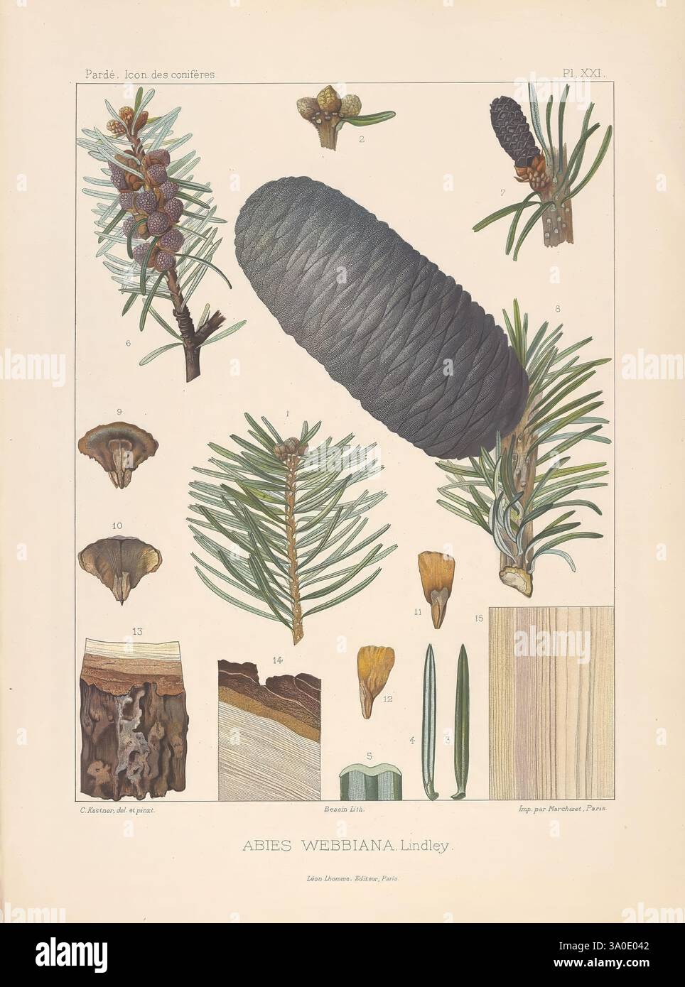 Iconographie des conifères, Paris, Librairie des sciences naturelles ...