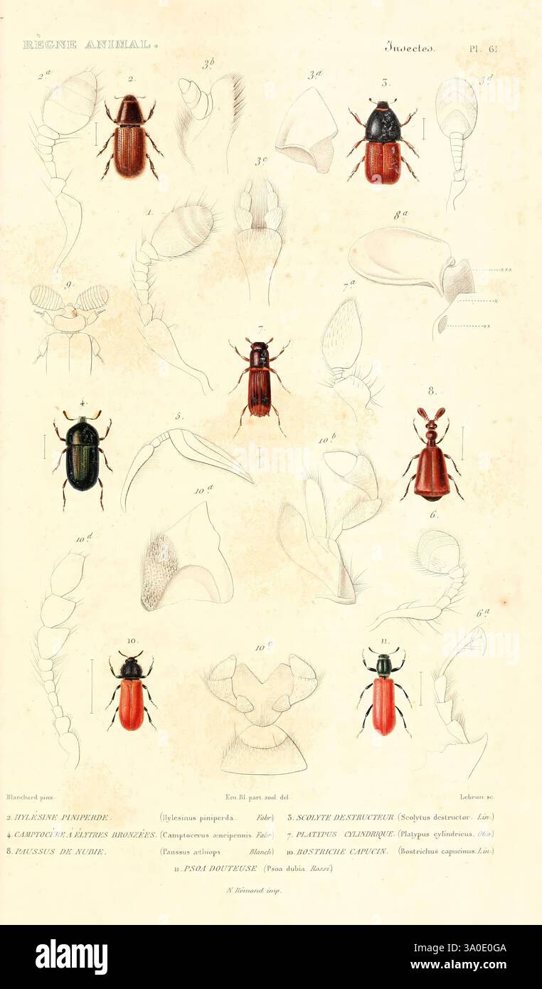 Variety of detailed illustrations of insects hi-res stock photography ...