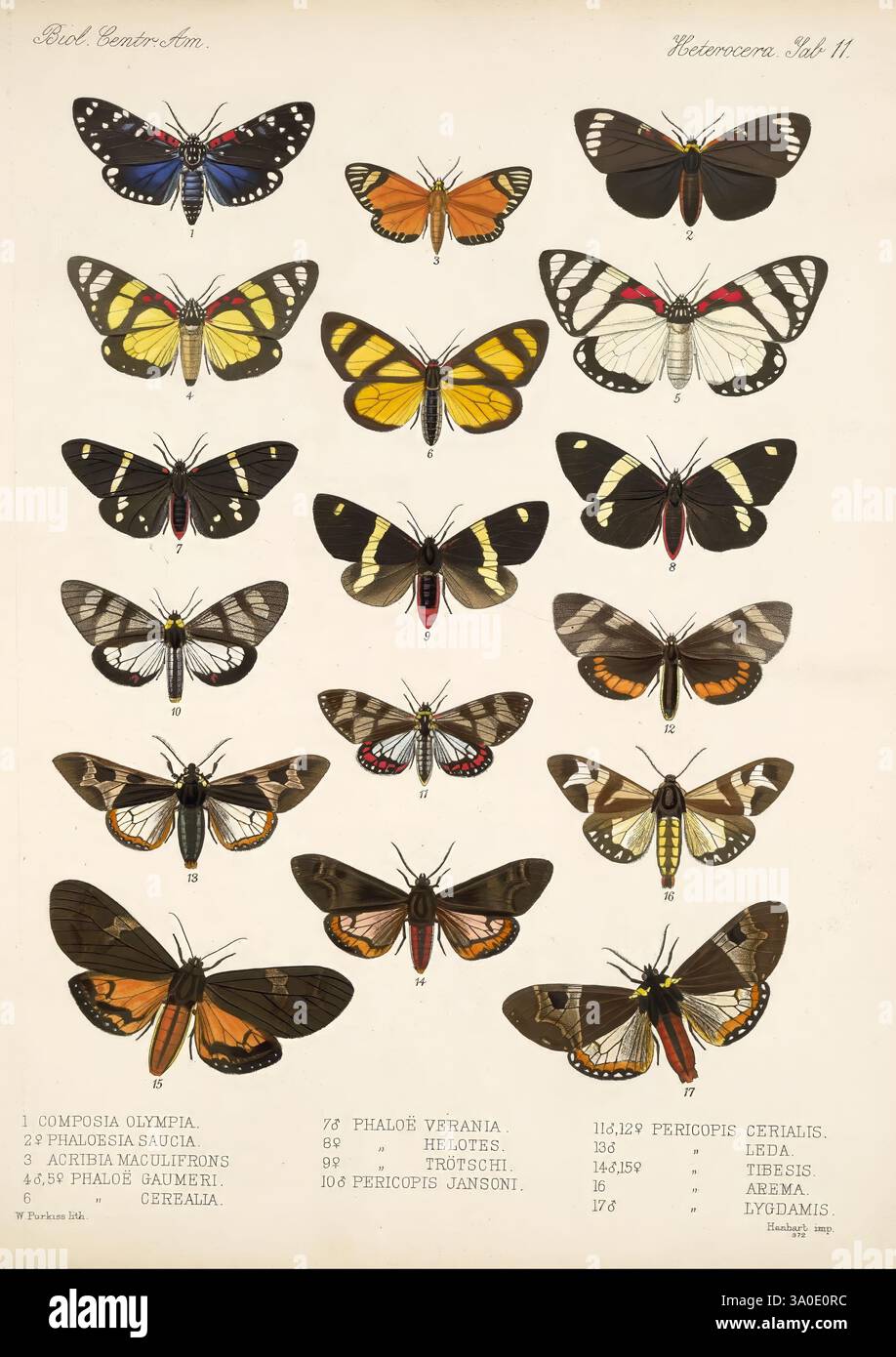 Porter 1879 1915 archaeology botany central america zoology scie hi-res ...