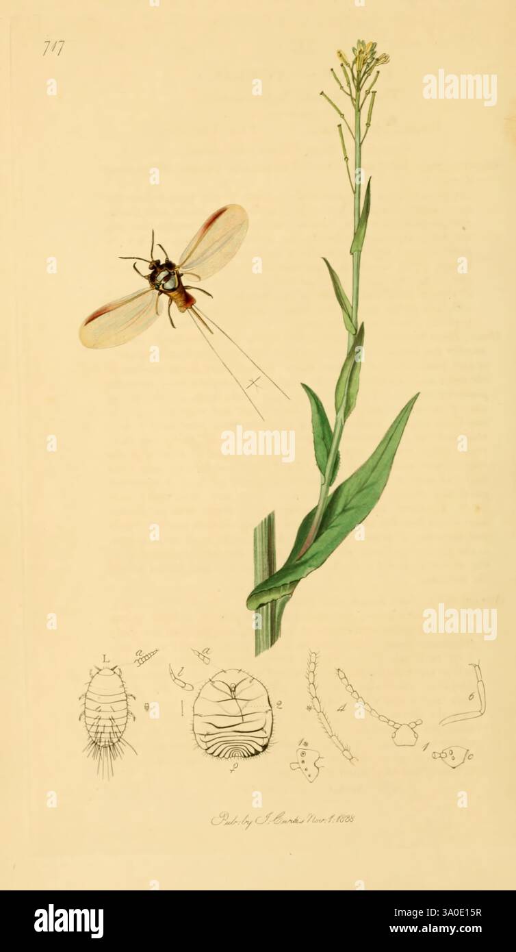 British entomology London Printed for the author 1823-1840 [i.e. 1840 ...