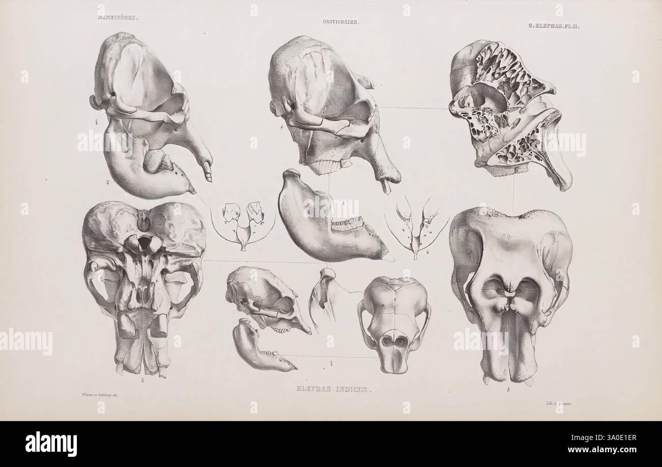 Ostéographie ou Description iconographique comparée du squelette et du ...