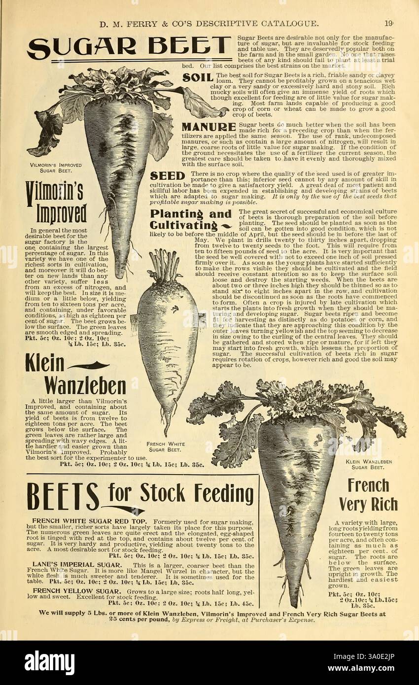 Highlights several beet varieties hires stock photography and images