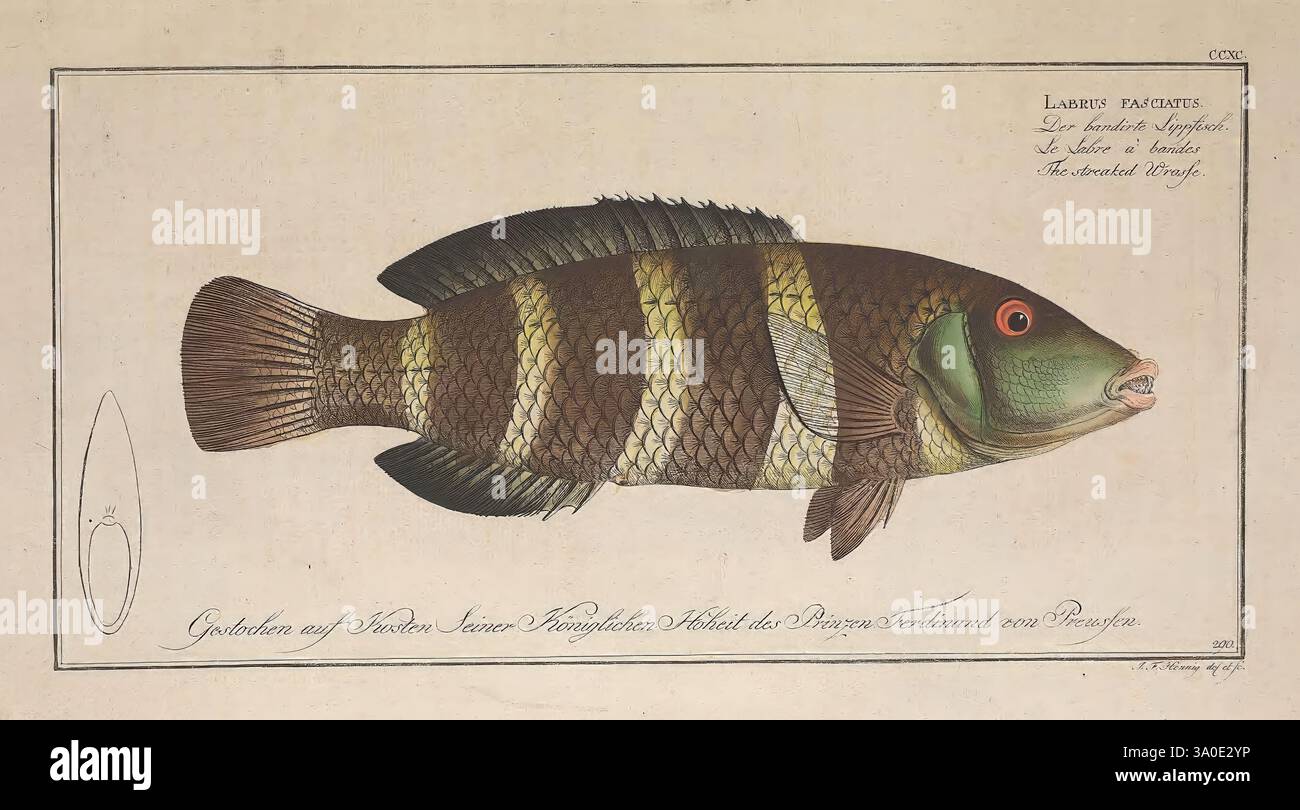 1785 1797 fishes germany ichthyology pictorial works hi-res stock ...