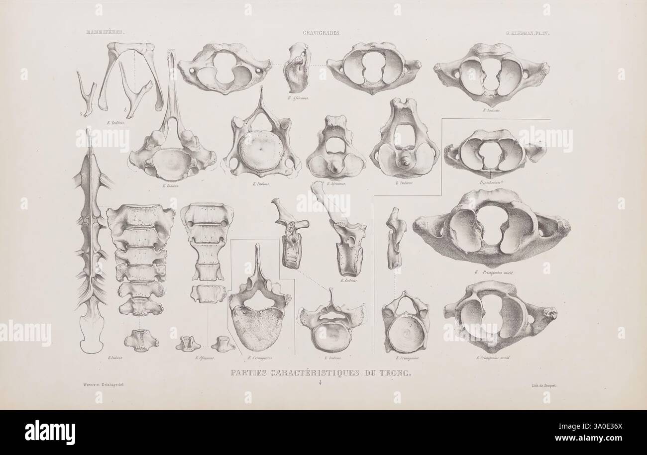 Comprehensive understanding of vertebral anatomy hi-res stock ...