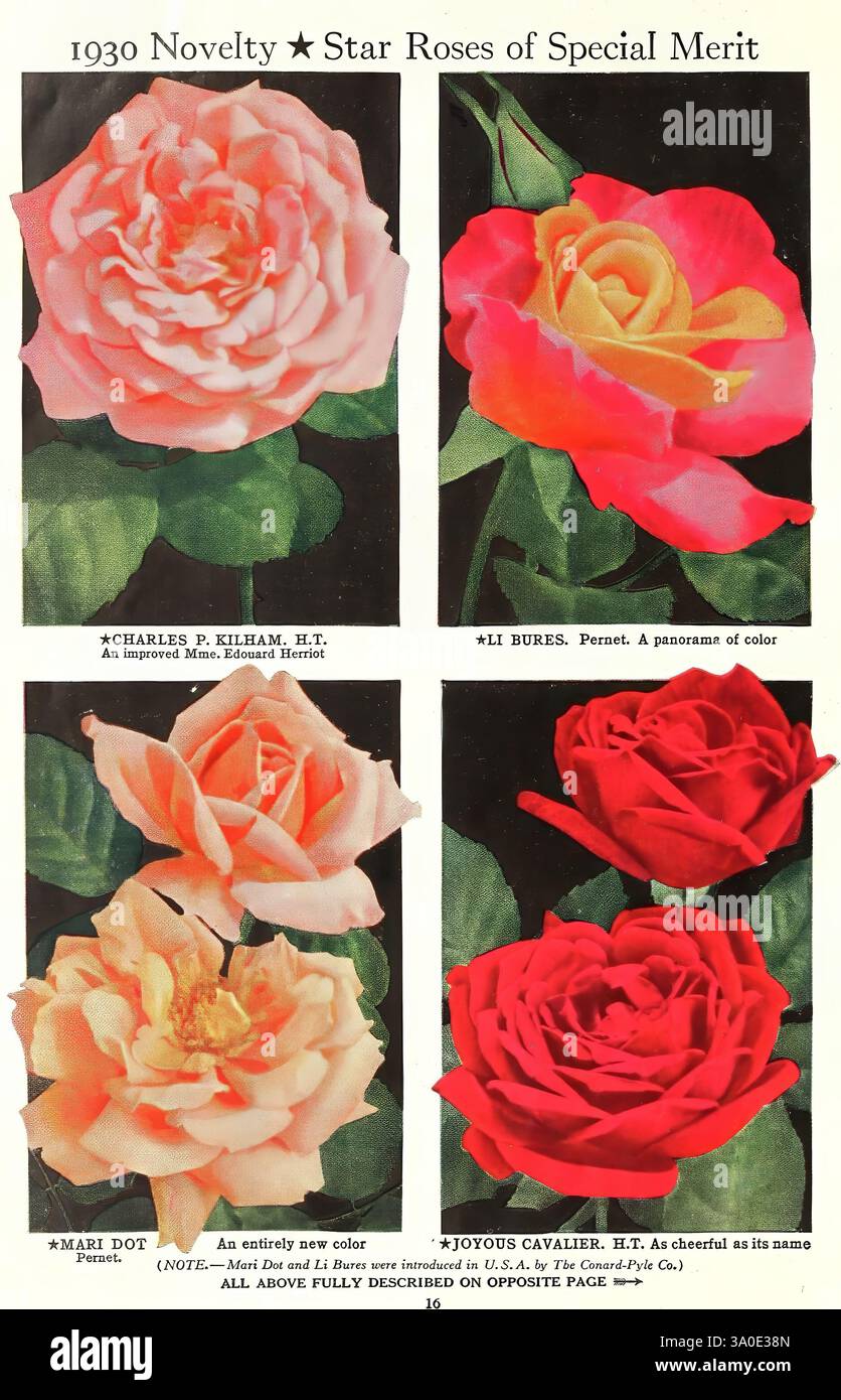 Kilham rose hi-res stock photography and images - Alamy