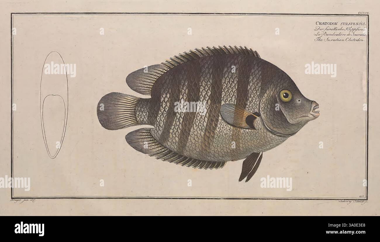 Fishs unique fin structure hi-res stock photography and images - Alamy