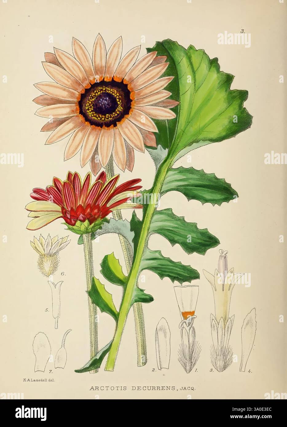 Illustration features two distinct species of flowers hi-res stock ...
