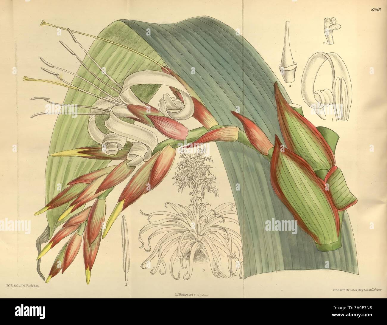 Curtis's Botanical Magazine, London, New York, botanical illustration ...