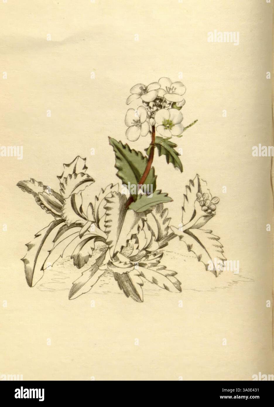 Stand atop slender stems hi-res stock photography and images - Alamy