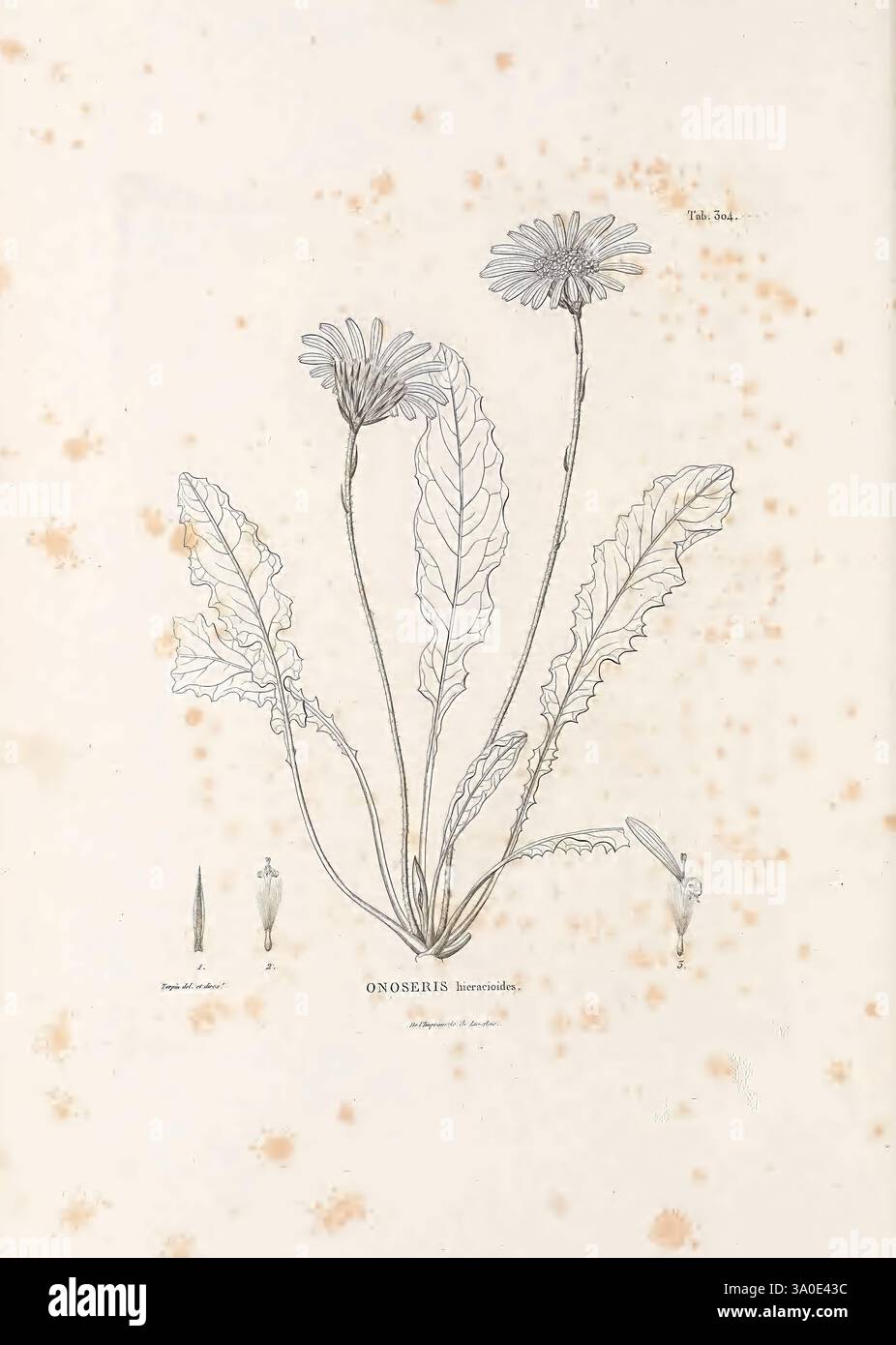 Smaller detailed drawings of plant structures hi-res stock photography ...