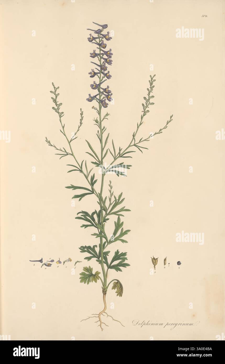 Flora Graeca, sive, Plantarum rariorum historia, quas in provinciis aut insulis Graeciae, Londini, Typis Richardi Taylor et socii, in Vico Shoe-Lane, MDCCCVI-MDCCCXL 1806-1840. Greece, identification, Mediterranean region, pictorial works, plants, The illustration features a tall flowering plant with slender stems and delicate leaves. The plant is adorned with clusters of small purple flowers that cascade from the top. The foliage has a feathery appearance, with fine, divided leaves that provide a vibrant contrast to the blooms. At the bottom, a detailed depiction of the root system adds botan Stock Photo