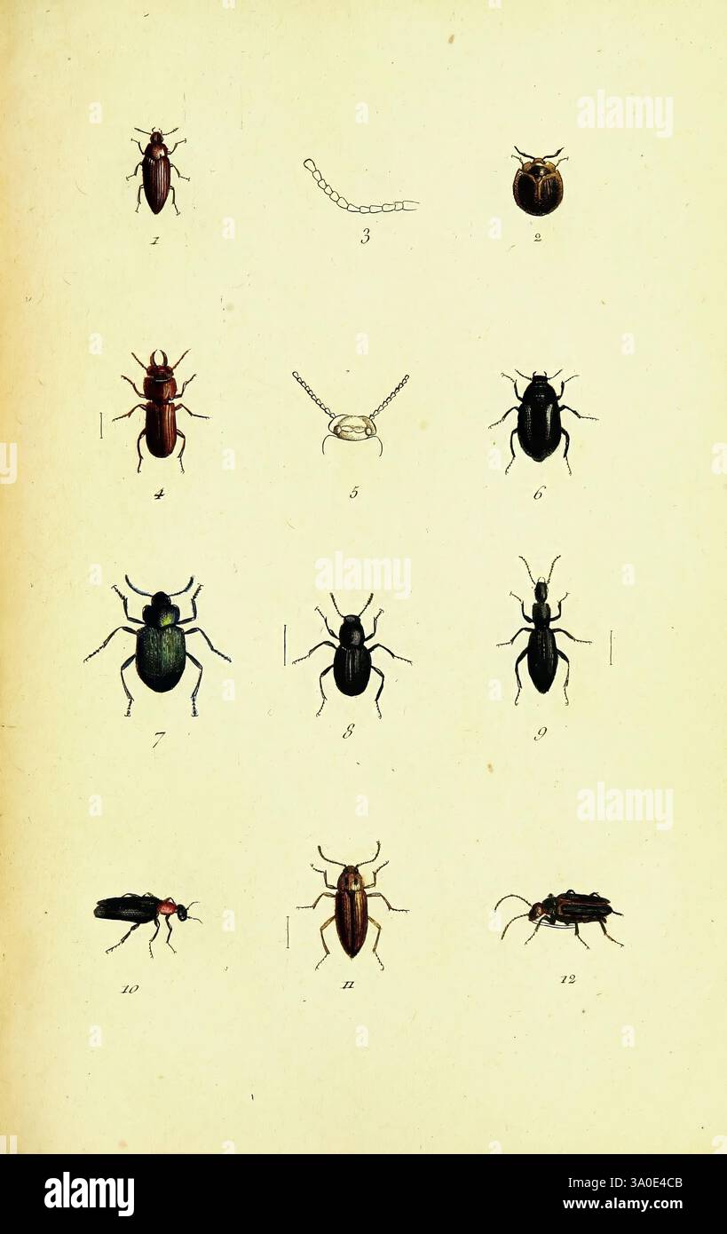 Insects in various orientations hi-res stock photography and images - Alamy