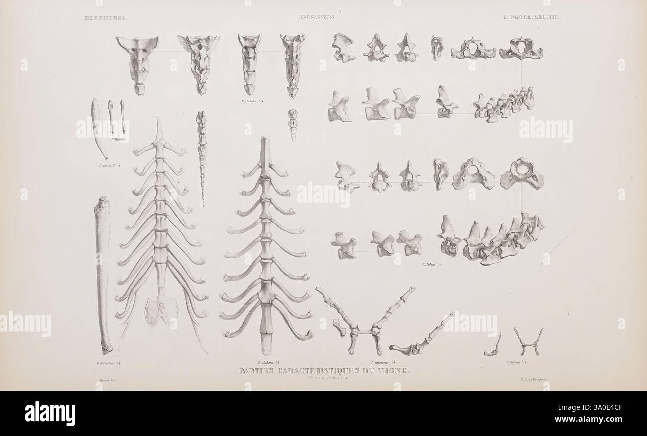 Detailed depictions of rib structures hi-res stock photography and ...