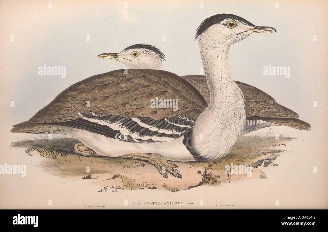 Slender Bird Examples Slender bodies reflecting hi-res stock photography and images - Alamy