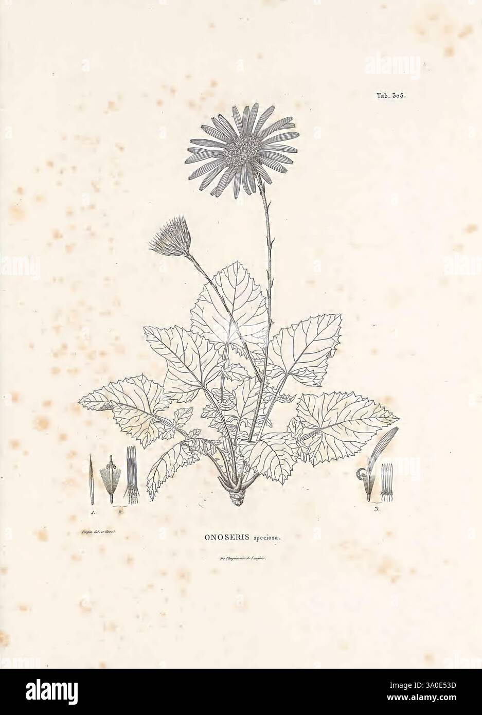 Nova genera et species plantarum, Antverpiae, Ex officina Christophori ...