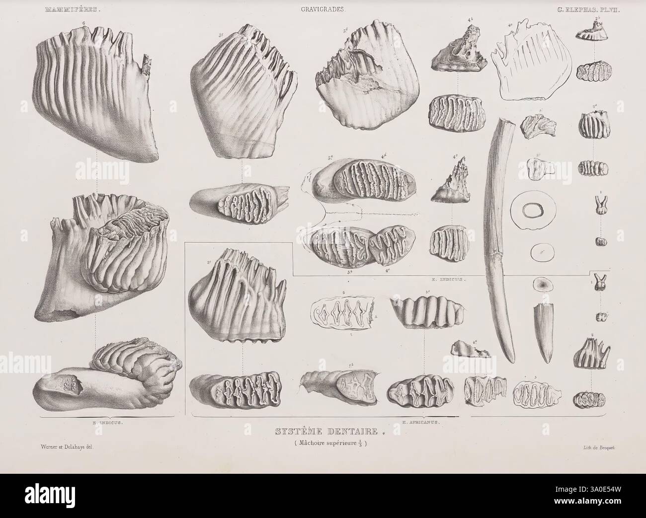 Ostéographie ou Description iconographique comparée du squelette et du ...