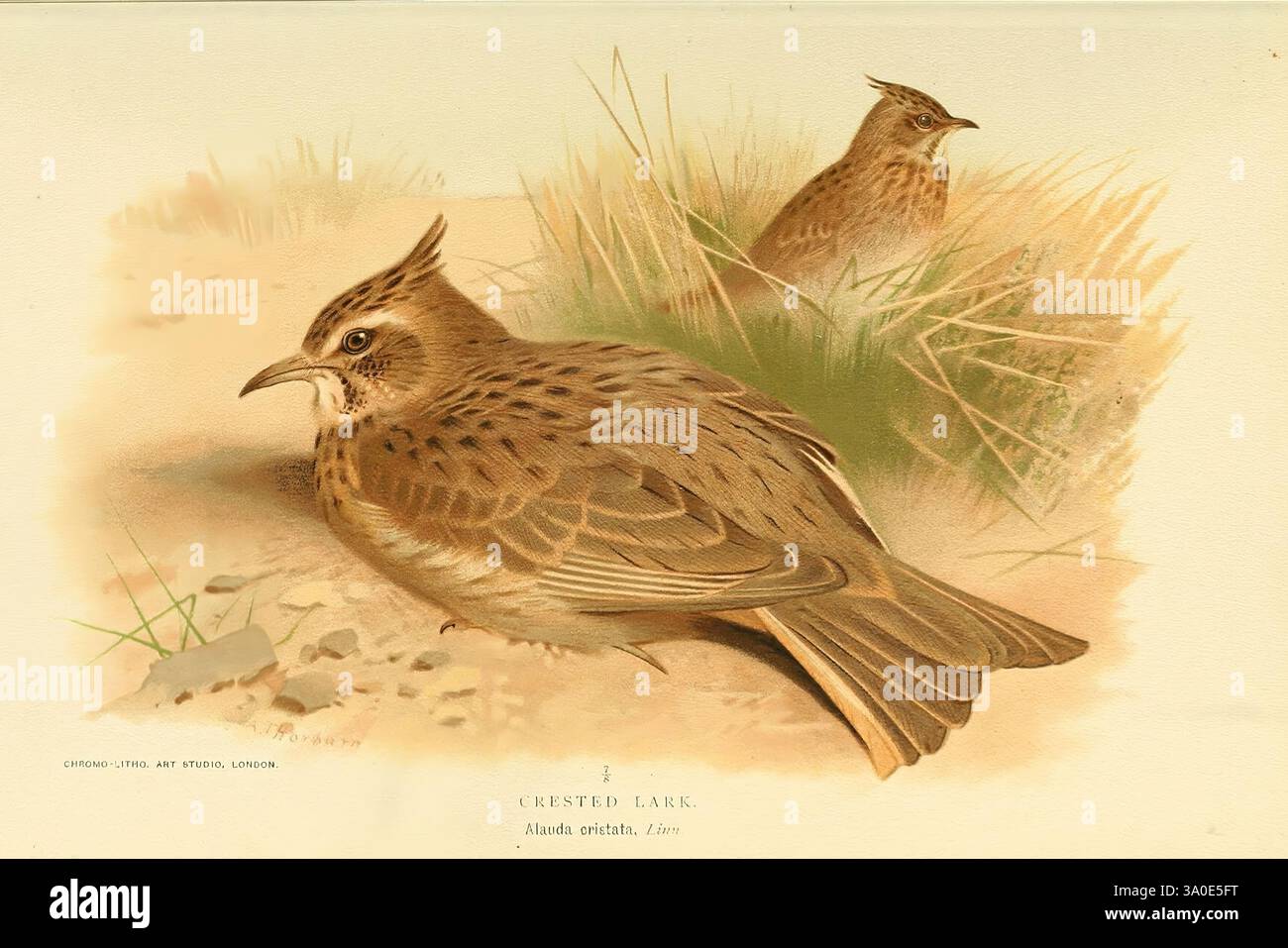 Coloured, figures, of, the, birds, of, the, British, Islands, issued ...