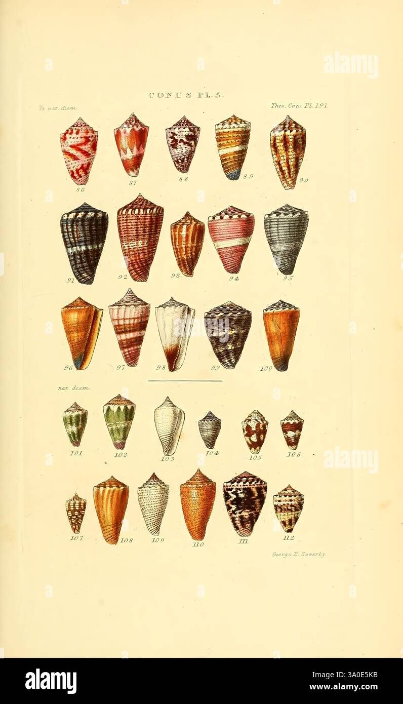 Rare types of shells hi-res stock photography and images - Alamy