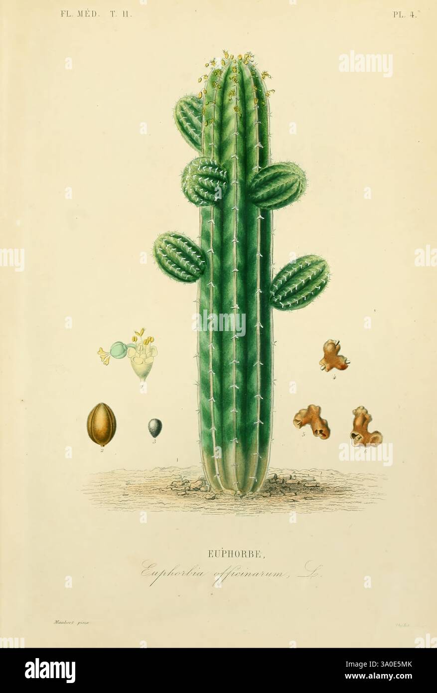 sansevieria cylindrica ikea Cylindrical Snake Plant main image 0