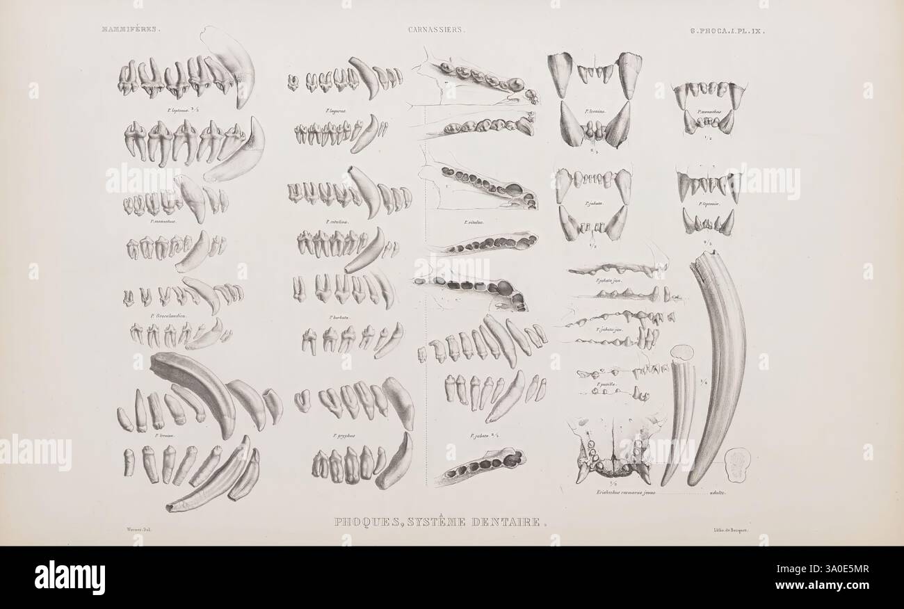 Complexity of dental structures hi-res stock photography and images - Alamy