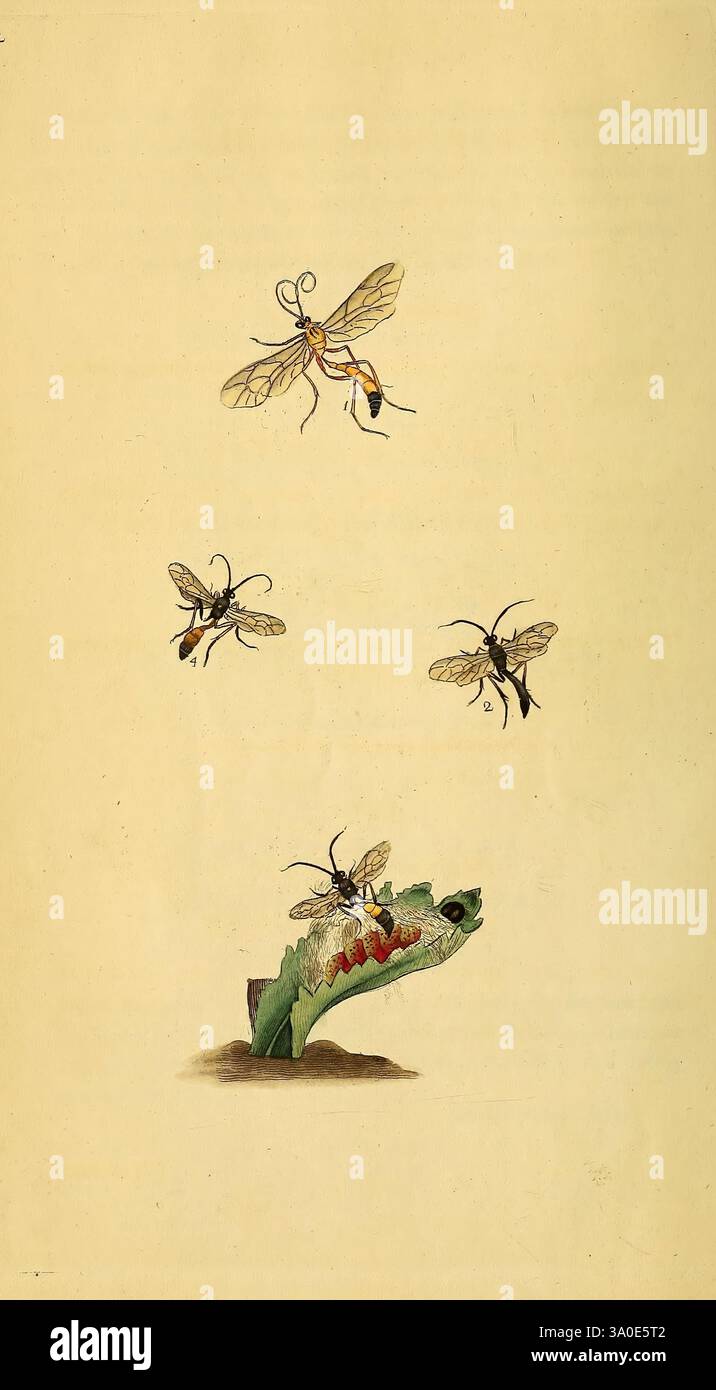 The natural history of British insects, London, Printed for the author ...