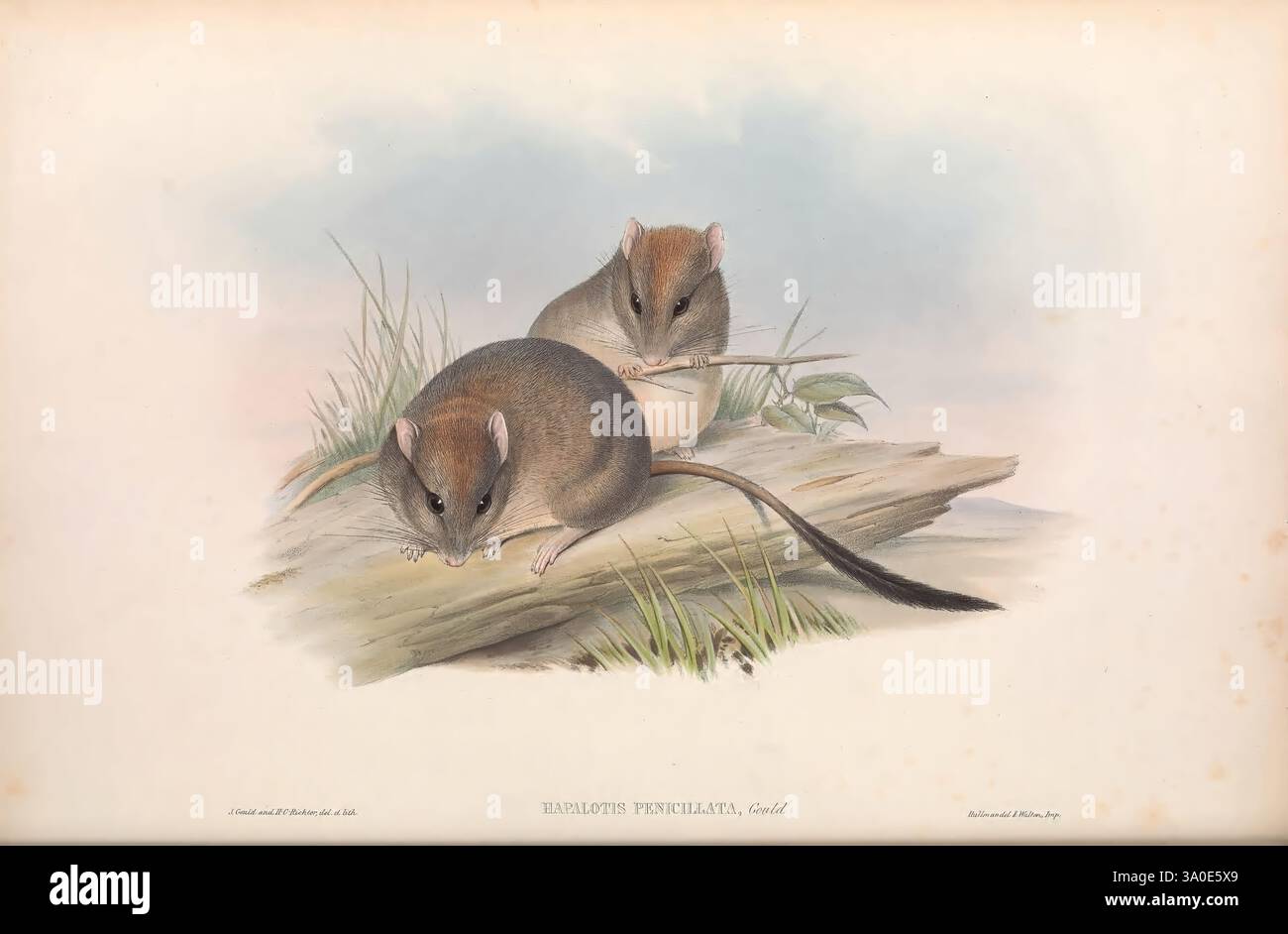 Hapalotis penicillata hi-res stock photography and images - Alamy