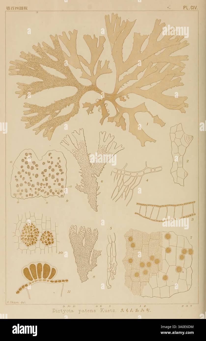 Icons of Japanese algae, Tokyo, Kazamashobo 1907-1942, Japan, algae ...