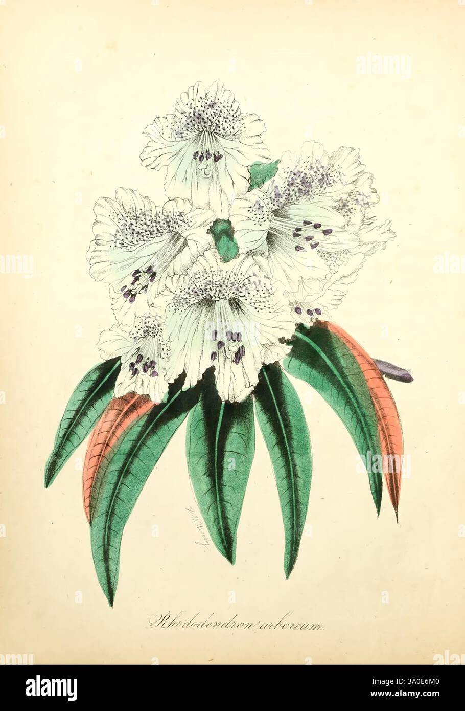 Beautifully illustrated depiction of rhododendron arboreum hi-res stock  photography and images - Alamy