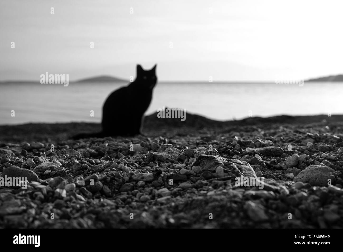 Black cat by the sea Stock Photo