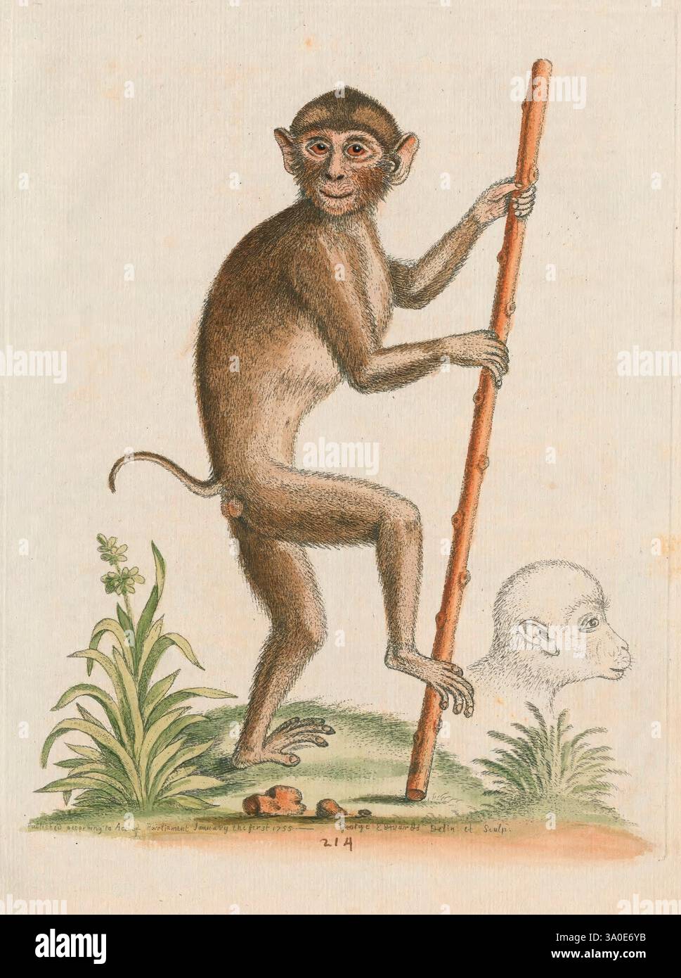 Faint outline of another monkeys head hi-res stock photography and ...