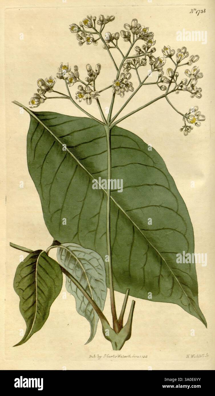 Family meliaceae southeast asia hi-res stock photography and images - Alamy