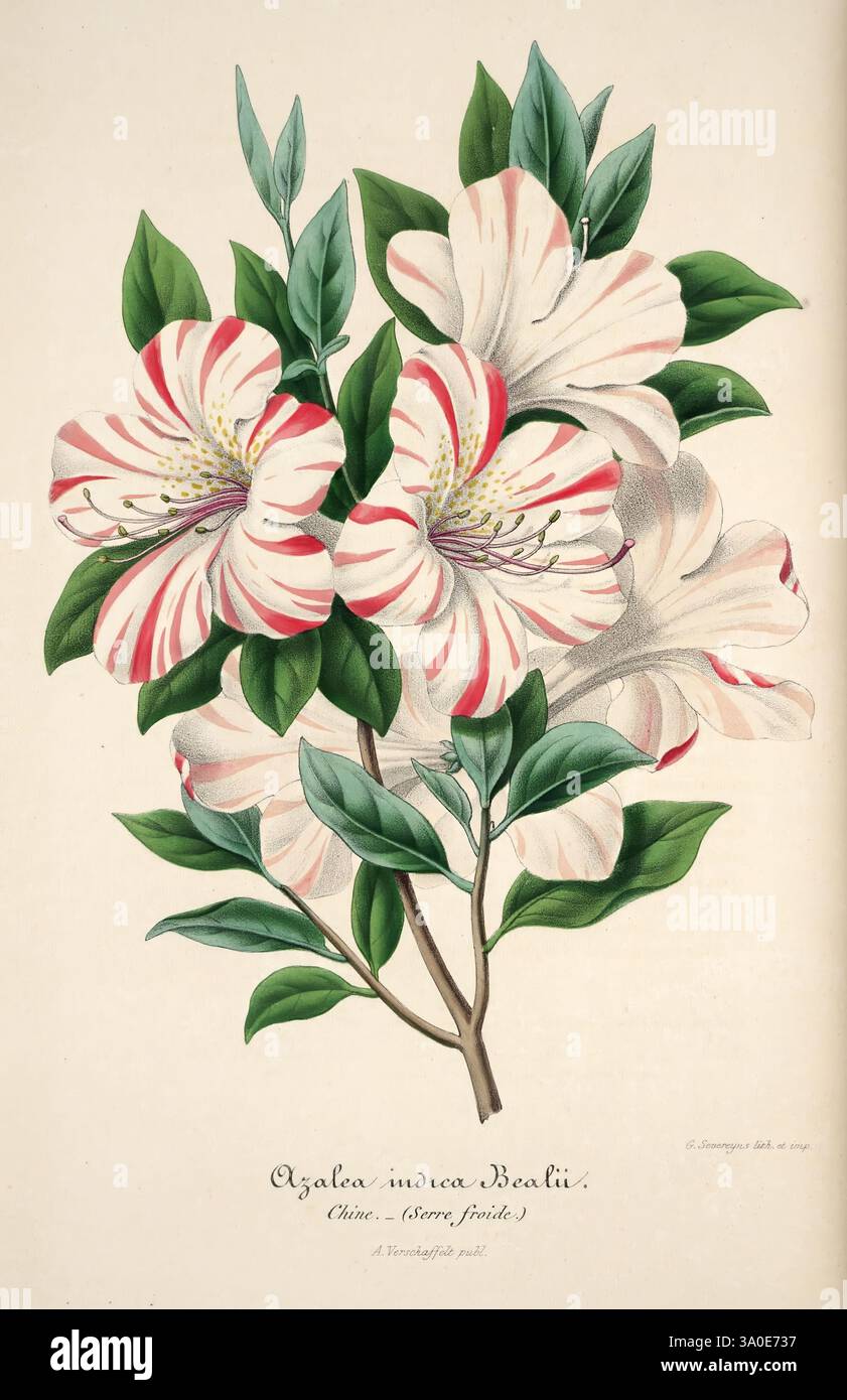 Stunning azalea indica hi-res stock photography and images - Alamy