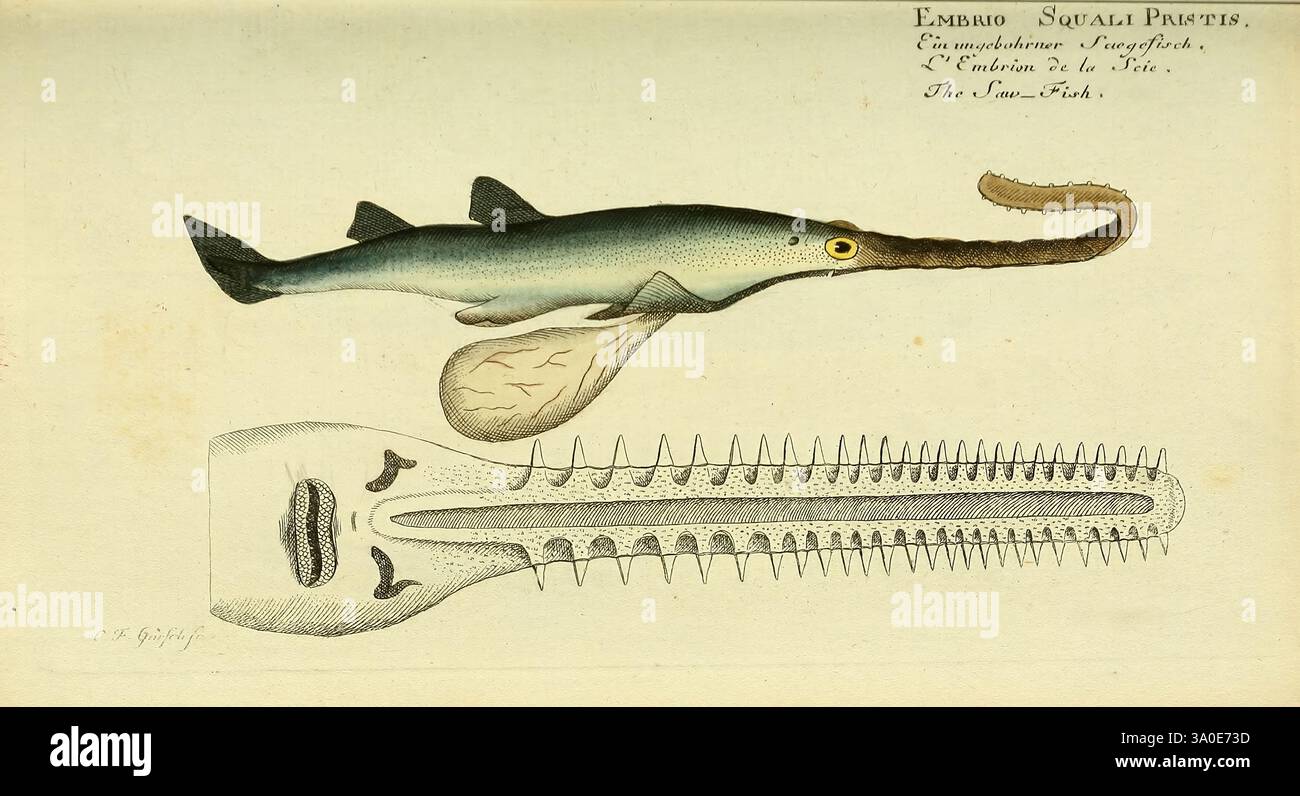 Shark Development Fascinating complexities of shark development hi-res stock photography ...