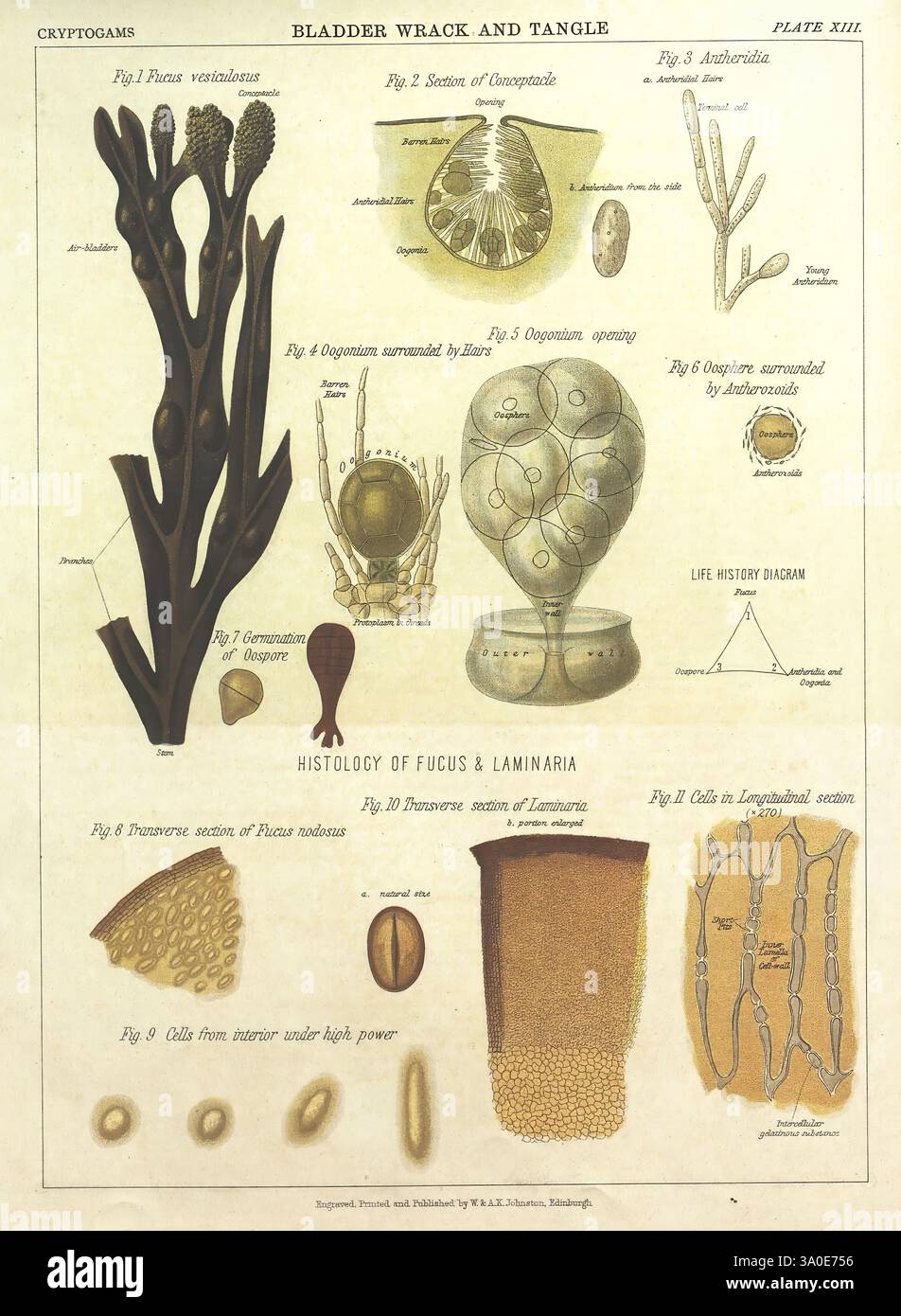 Histology of different seaweed types hi-res stock photography and ...