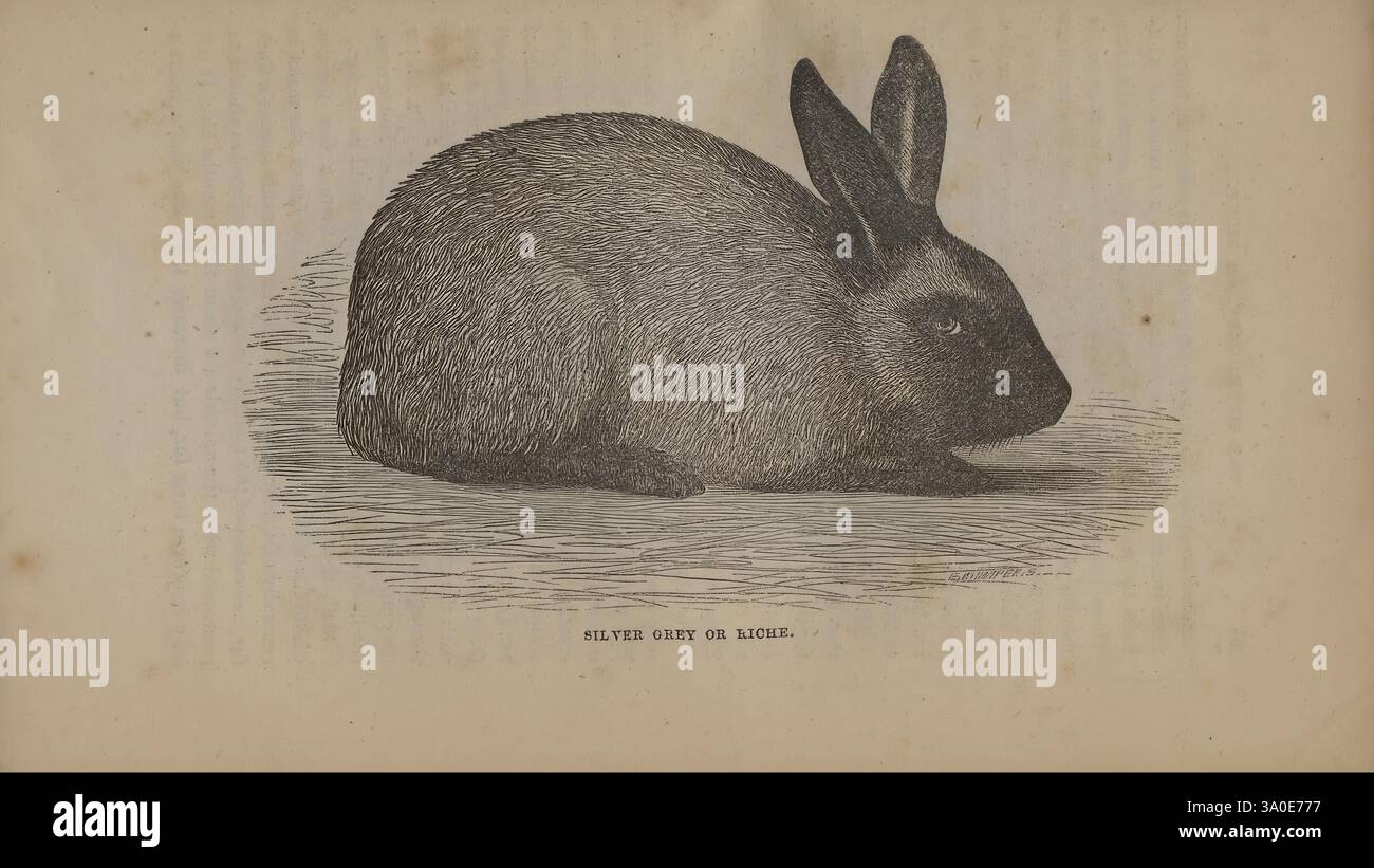 Mottling Rabbit Highlighting rich tones hi-res stock photography and images - Alamy