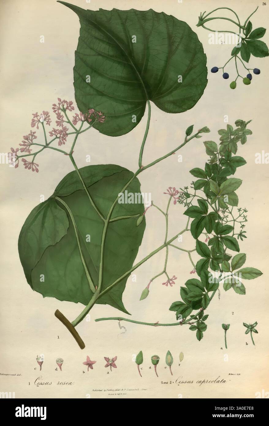 Illustrations of the Botany and other branches of the Natural History ...